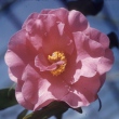 Elizabeth Fleming Variegated